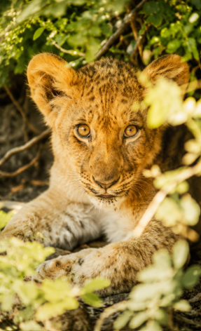 Lion cub resting in the shade of green foliage