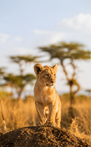 Young lion standing on a termite mound at golden hour in the savanna